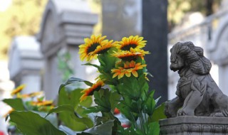 向日葵插水里能放几天 向日葵插水里能活几天