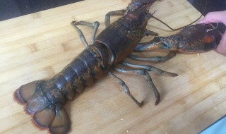 活波士顿龙虾怎么清洗比较干净 活波士顿龙虾清洗比较干净的方法