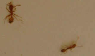 炕上有蚂蚁怎么能去除 炕上有蚂蚁可以去除吗