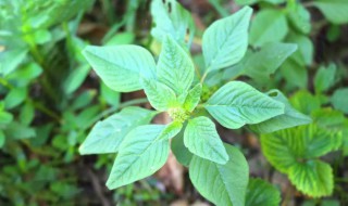 野刺苋头的功效与作用 野刺苋头的功效与作用是什么