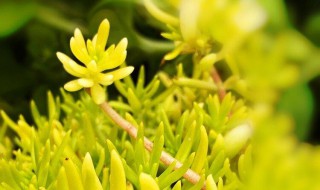 鹅黄嫩绿的意思 鹅黄嫩绿解释