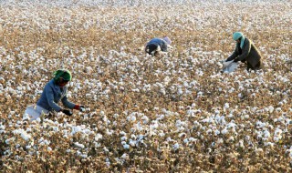 人工拾棉花技巧 人工拾棉花有哪些诀窍