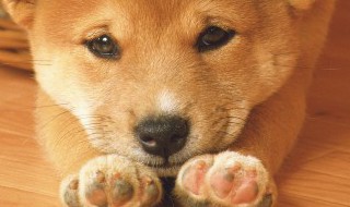 狗狗刨墙角是什么意思 狗狗刨墙角的意思是什么