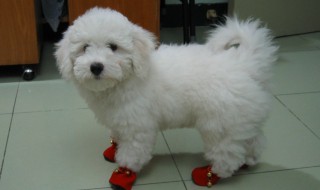 养白狗不能三年 养白狗为什不能三年