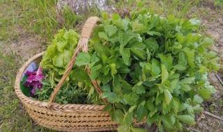 自制蔬菜肥 蔬菜肥怎样自制