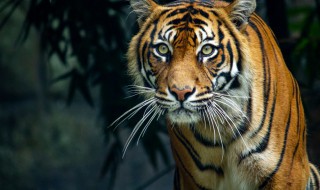 老虎的天敌是谁 老虎有天敌吗