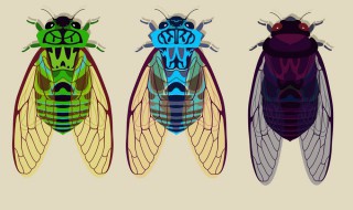 知鸟又叫蝉吗 知鸟又名什么