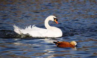 白天鹅的寓意 白天鹅有什么寓意