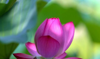 荷花鱼寓意是什么意思 荷花鱼寓意是什么