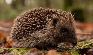 刺猬是冬眠动物吗 刺猬会不会冬眠