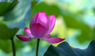 夏天是什么样的 关于夏天是什么样的介绍