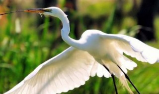 鹭鸶的寓意 鹭鸶有哪些寓意呢