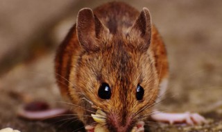 老鼠是哺乳动物吗 老鼠是不是哺乳动物