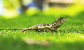 壁虎是爬行动物吗 壁虎是不是爬行动物