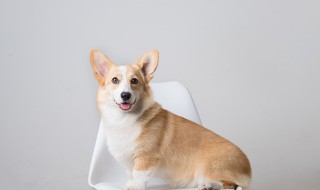 狗狗可以吃胡萝卜吗 狗狗能不能吃胡萝卜