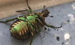 金龟子的天敌 金龟子的天敌是谁