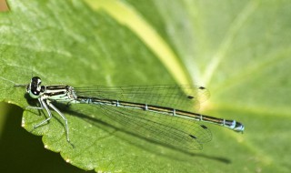 蜻蜓是昆虫吗 蜻蜓是不是昆虫
