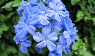 蓝雪花象征着什么人 蓝雪花象征什么样的人