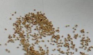 像白芝麻一样的虫卵是啥 像白芝麻一样的虫卵是什么东西