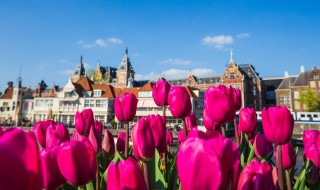 郁金香原产地是哪个国家 关于郁金香的介绍