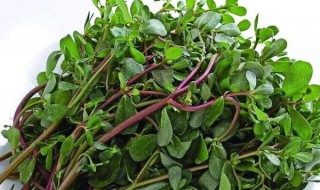 麻子菜和马齿苋一样吗 麻子菜和马齿苋是否相同