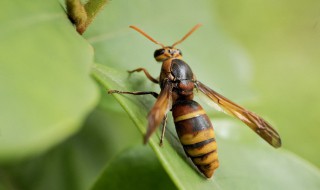 黄蜂和马蜂有什么区别 黄蜂和马蜂的区别