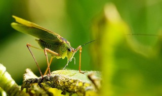 乖子是什么昆虫 乖子昆虫介绍