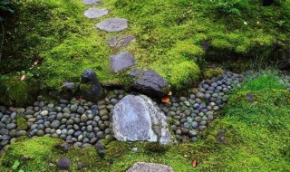 露天水泥地青苔小窍门 露天水泥地青苔小窍门怎样做