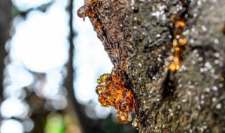 怎样清洗松香最干净 如何清洗松香最干净