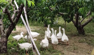 桃和鹅是什么梗 桃和鹅梗是什么