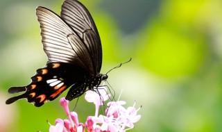 你若盛开蝴蝶自来下一句是什么 你若盛开蝴蝶自来下一句