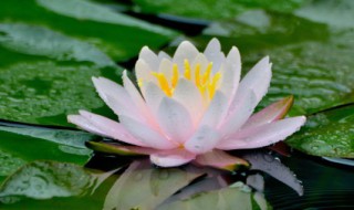 爱莲说里面这几个之的意思是什么 爱莲说里面这几个之的意思