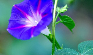 赞美牵牛花的经典诗句 称赞牵牛花的诗句介绍