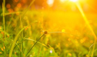 2021处暑时间 处暑气候特点