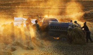 打谷是什么时候 打谷的时间