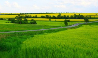 粮食作物与经济作物有什么区别 关于粮食作物与经济作物的区别介绍