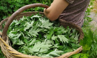 艾草如何制作成艾香 艾草如何制作成艾香的方法