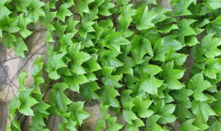 爬山虎什么时候种植最适宜 爬山虎最佳种植时间介绍