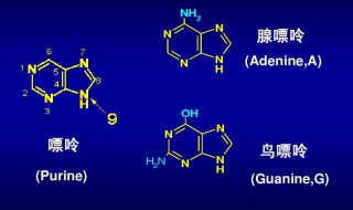 核酸的功能是什么 核酸的功能介绍