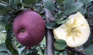 昭通苹果什么时候成熟 昭通苹果成熟时间