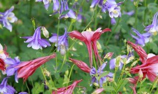 耧斗菜什么时候播种 耧斗菜播种时间介绍