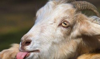 江南水乡是什么动物 江南水乡打一动物