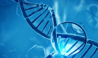 自由组合定律的定义是什么 自由组合定律简介