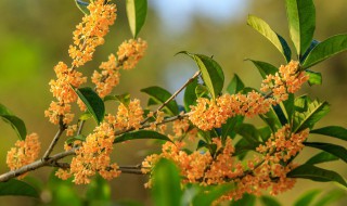 木樨花和桂花的区别 木樨花和桂花的区别是什么