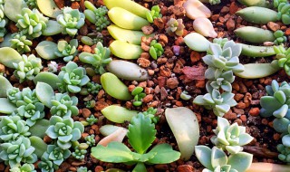 叶插苗什么时候移盆 叶插苗移盆时间