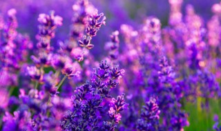 鸟语花香是描写什么季节 鸟语花香表达的是哪个季节