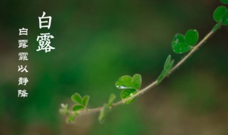 白露节气什么意思 白露节气的简介