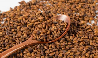 大麦普洱茶的功效与禁忌 大麦普洱茶的功效与禁忌介绍