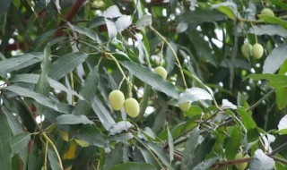 绿化芒果能不能吃 绿化芒果能吃吗