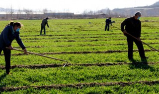 薅草是什么意思 薅草指的是什么